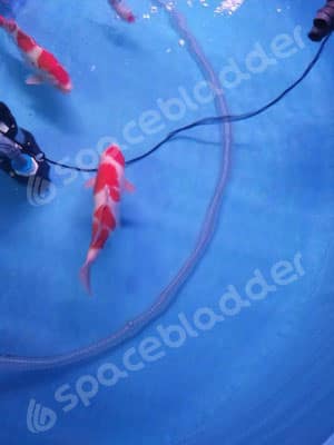 Flexible Collapsible Round Movable KOI Fish Tank 3