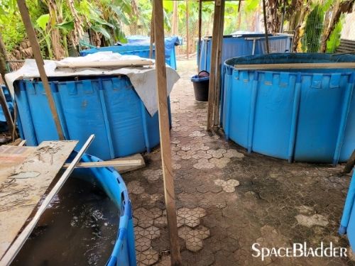 2000l backyard pvc tarpauline fish farming tank custom feedback